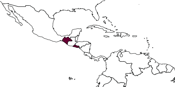 map of Dryinus chiapasensis     (Olmi, 1991)